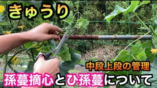 【きゅうり栽培5/5】なが〜くたくさん収穫する為の後期の管理！中段、上段とひ孫蔓について分かりやすく実践と絵で説明！How to grow cucumbers