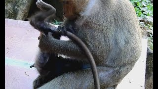 WOW! Why Dana mom monkey Do like that on Her Baby? Who don't Scare?