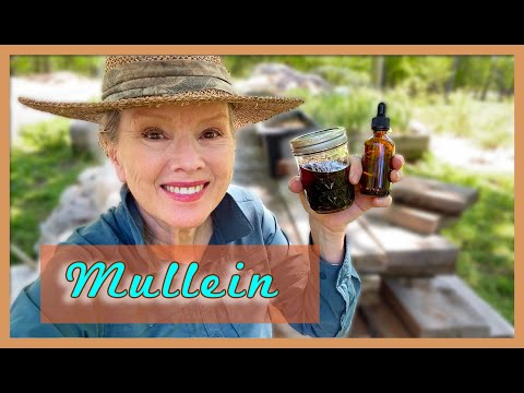 How do you make mullein ear oil?