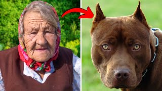 An Old Woman Adopts a Pit Bull, But Some Months Later, The Neighbors Suddenly Hear Someone Scream!