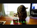 猫の正しい（？）水の飲み方.wmv