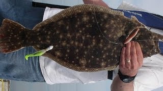 Catching Fluke on Gulp Shrimp Part 2 - Limiting Out