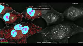 🔬🤖 AI-powered cell phenotyping, no dyes required
