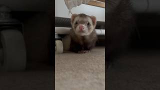 「ボクのこと呼んだ〜🥱」#フェレット #フェレットのいる生活 #小動物 #ferret #smallanimal