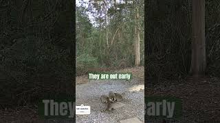 3 cute Little Raccoons out with their Mama. #shorts #shortvideo  #nature