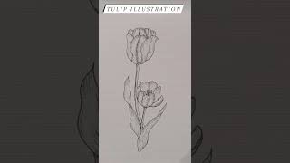 the most successful tulip illustration I've made 🌷 #artsonyoutube #youtubeshorts #shorts