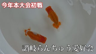 讃岐らんちゅう愛好会に参加した結果とんでもないことに！