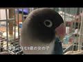 ボタンインコのぶーちゃんが初登場！ぶーちゃんが少し喋ります【ボタンインコのぶーちゃん】