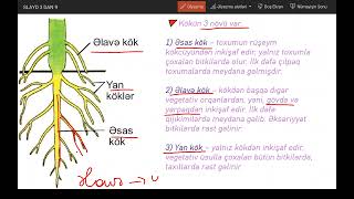 Vegetativ orqanlar - Kök