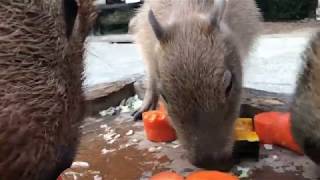 カピバラと一緒に食事するとDinner with capybara ASMR