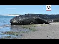 hallan 13 ballenas francas muertas en argentina