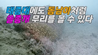 태종대 감지해변 수온 19도 쏠종개 솔배감펭 2024/11/17