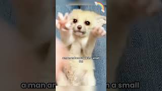 Mini adorable fox # #shortvideo #Fox #Pet#shorts#Cute #Mischievous