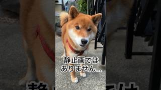 ’24.4.12 力丸の遠吠えが…なんか変？ #柴犬 #柴犬のいる暮らし #柴犬の日常 #遠吠え #遠吠え犬 #力丸