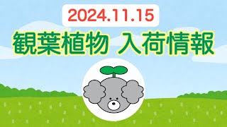 【観葉植物 入荷情報】2024.11.15