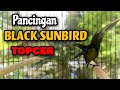 Pancingan burung KOLIBRI BLACK SUNBIRD ampuh mengatasi BS bisu