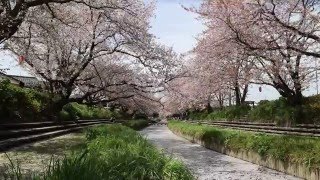 元荒川の桜並木①(埼玉県鴻巣市吹上)2016/4/9