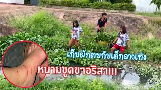 ไปเก็บผักตบมาใส่หนองให่ม (เกิดอุบัติเหตุนิดหน่อย)🇱🇦ໄປເກັບຜັກຕົບມາໃສ່ໜອງໃໝ່