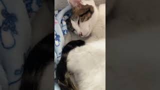 しっぽでありがとう【猫cats】アメショ雑種あおい