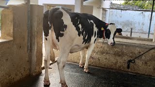 🔥OUTSTANDING YOUNG BLOOD👑HF \u0026 JERSEY🏆COWS FOR SALE💎 #ksdairyfarm (81948-44494)#punjab#forsale🥇