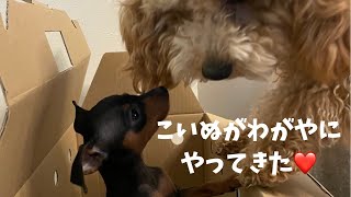 ミニピンこいぬがやってきた♪【ミニチュアピンシャー】Miniature Pinscher puppy came home