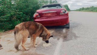 飼い主を７年間待ち続けた犬。その後に起きたことに再び涙・・・