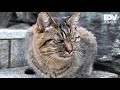 御朱印にも猫、境内にも猫、猫好き必見の神社に行ってみた／王子神社（徳島市）