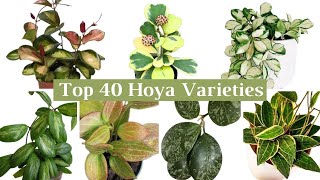 Top 40 Beautiful Hoya Varieties | Hoya Varieties with Names | Hoya Plant Species