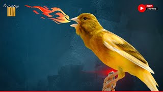 A Special Canary to Seduce All The Canaries - The Belgian Singing Canary training