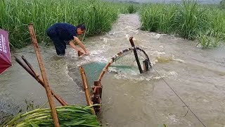 一夜暴雨过后河水猛涨，农村大爷浑水中抓鱼，收网时大家都很吃惊