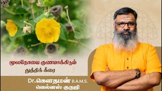 Treating piles with Thuthi leaves | மூலநோயை குணமாக்கிடும் துத்திக் கீரை | Dr. Gowthaman