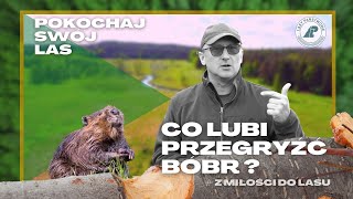 NAJWIĘKSZE GRYZONIE w Polsce.15 cm SIEKACZE? Odkrywamy TAJEMNICE bobrów!  Co lubią przegryźć? #23