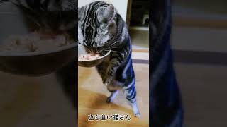 大好きな猫缶あげると立ち食いしちゃうムチムチボディのアメリカンショートヘアの猫さん🐱♪