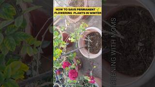 How to save permanent flowering plants inwinter #plantscareinwinter #gardningtips #gardenibgwithmoms