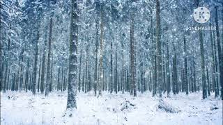 A Forest SnowFall by David bobrow orchestra