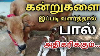 கன்றுகளை இப்படி வளர்த்தால் பால் அதிகரிக்கும் // DAIRY FARM BUSINESS // MAADU VALARKKUM THOZHIL