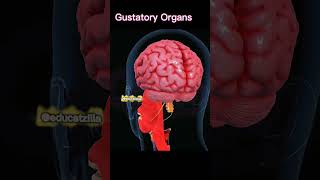 Gustatory Organs #viral #trending #ytshorts #shortsvideo