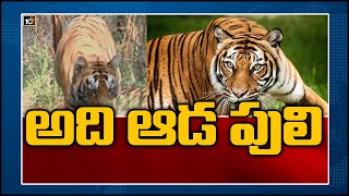 అది ఆడ పులి | Police Search Operation On Tiger In Asifabad | 10TV News