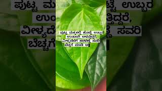 ವೀಳ್ಯದೆಲೆ ಪ್ರಮುಖ ಉಪಯೋಗ