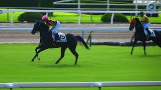 現地映像、リナーテ、ヴィニーなど新馬戦の馬場入場と返し馬。