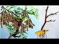 Best Method Grafting Tamarind  Tree In Banana Fruit Use Aloe Vera Fast and Easy