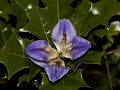 herbier numérique acanthe à feuilles de houx acanthus ilicifolius