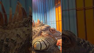 グリーンイグアナ　脱皮のお手伝いサボってたら大変なことになってたー　#greeniguana #脱皮