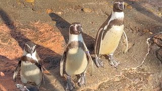 フンボルトペンギン　夕日を浴びています　【のんほいパーク】Humboldt penguin Toyohashi Zoo