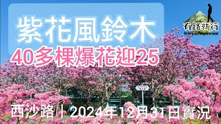 西沙路｜紫花風鈴木｜40多棵爆花迎25｜2024年12月31日實況