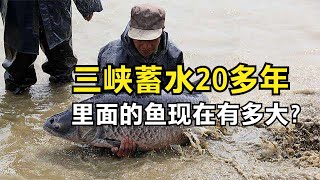 三峡大坝蓄水20多年，水库有140多种鱼，最大的“鱼王”有多大？