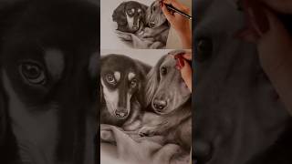 Dachshund drawing in graphite! #dog #art #dachshund #sketch