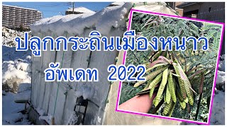 ปลูกกระถินในเมืองหนาว (อัพเดท2022)