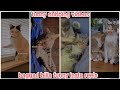 Ankit.ang/baggad Billa funny dubbing videos part-13 | funny trending Instagram reels videos