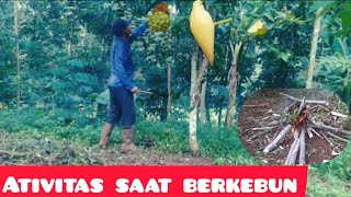 bersih bersih di kebun!!!